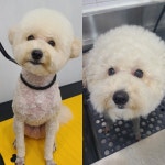 순지 애견미용샵