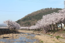 소나무풍경펜션