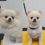 순지 애견미용샵