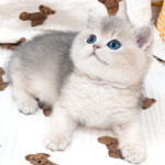 강남고양이분양 호야캣