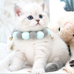 강남고양이분양 호야캣