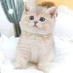 강남고양이분양 호야캣