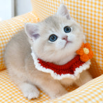 강남고양이분양 호야캣