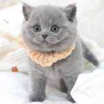 강남고양이분양 호야캣