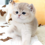 강남고양이분양 호야캣