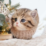 강남고양이분양 호야캣