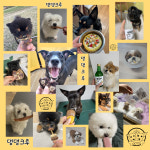 댕댕크루