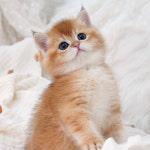 강남고양이분양 호야캣