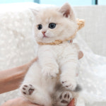 강남고양이분양 호야캣