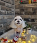 오도독뽀도독