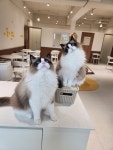 폴인캣츠