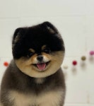 오키독키 애견미용&호텔&놀이터