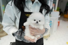 부산강아지분양 테디럽 명지본점