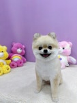 삼콩댕댕이발소