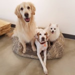 청려원 반려동물 호텔 / 애견유치원 / 배려미용