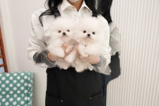 부산강아지분양 테디럽 명지본점