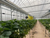 매지밀 딸기농장