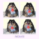 몽슈아