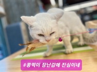 캣인큐브