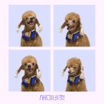 몽슈아