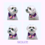 몽슈아