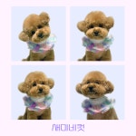 몽슈아