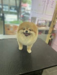 속초애견 더 이쁘개