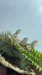 망고키즈트라이랩 양산점