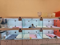 멍블랑 강아지분양 시흥배곧점