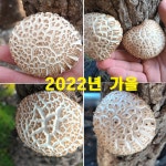 이상구표고농장스타펜션