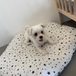 그루밍 아뜰리에
