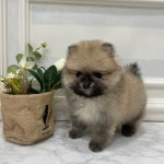 펫마켓 서구점