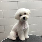 동탄중앙동물병원