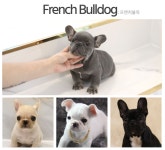 펫갤러리아 김포본점