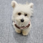 놀펫강아지유치원애견호텔서울애견유치원 성북본원