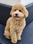 놀펫강아지유치원애견호텔서울애견유치원 성북본원