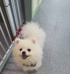 놀펫강아지유치원애견호텔서울애견유치원 성북본원