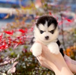 광주강아지분양 고양이분양 24시 데려가개본점