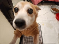 미니복이애견호텔.미용