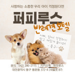 퍼피루스