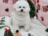 놀펫강아지유치원애견호텔서울애견유치원 성북본원