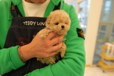 부산강아지분양 테디럽 명지본점