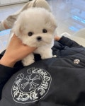 대구강아지분양 마마스미독 본점
