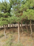 청룡조경&청계농장