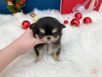 맘스펫 다산 애견미용 호텔 가위컷