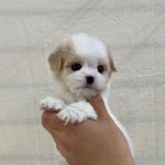 제주 강아지 위드미