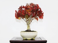 석정원막내아들