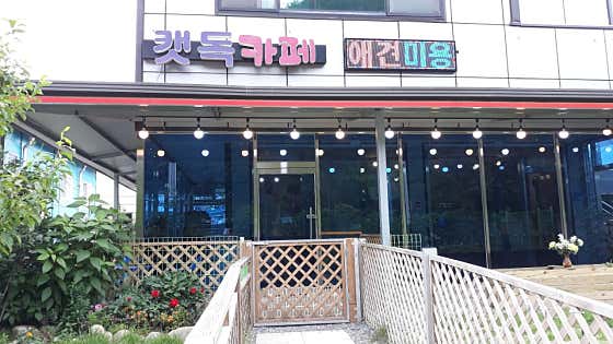 캣독카페 사진