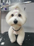 블리스펫츠