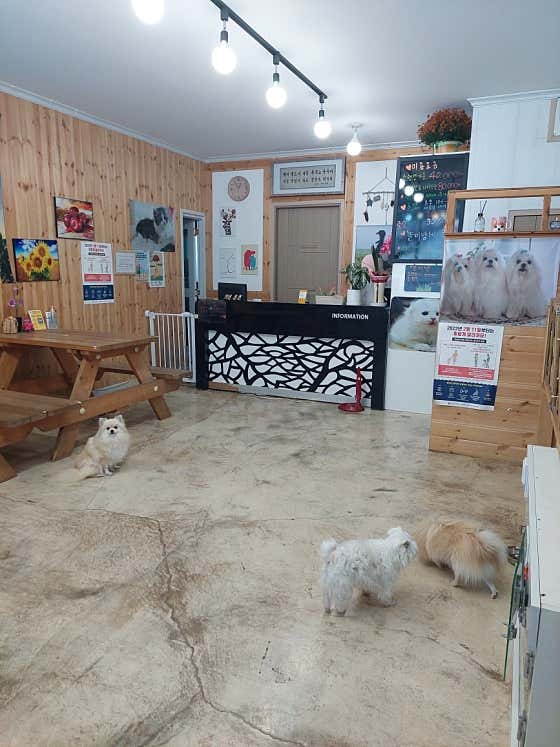 캣독카페 사진